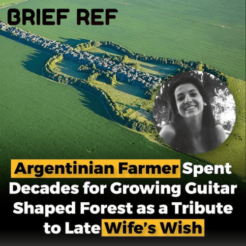 The Guitar-Shaped Forest