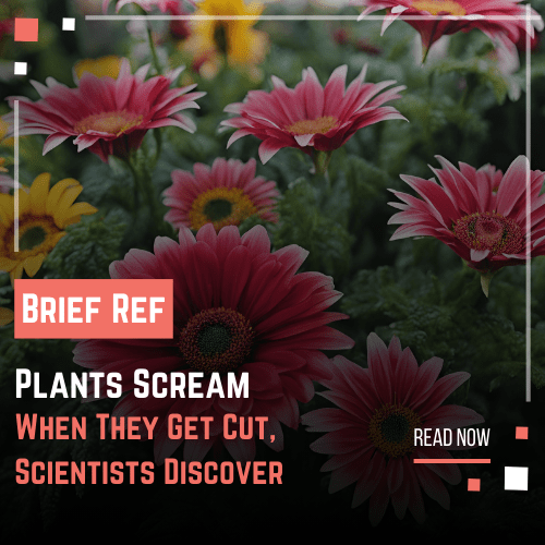 research on Plants Scream