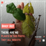 Insects That Look Like Plants